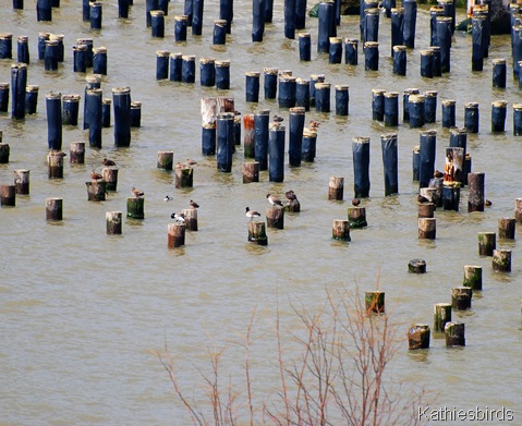 11. pilings-k