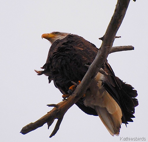 1. Bald Eagle-kab
