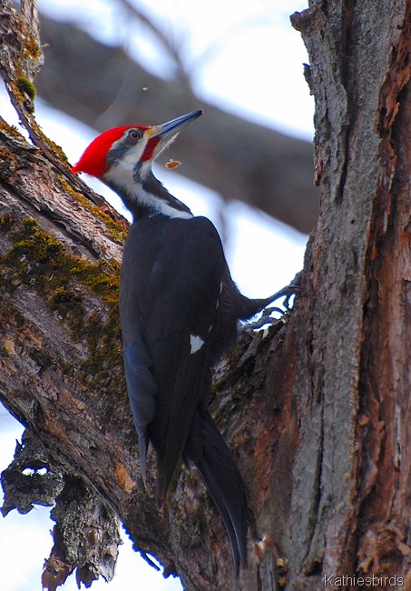 1. Pileated woodpecker-kab