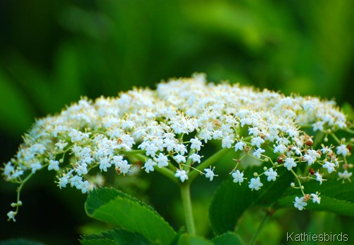 7. Queen anne's lace-kab