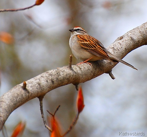 7. Chipping sparrow 4-24-11