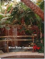 RiverPalm[1]