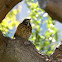 American Robin