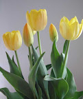 yellow-tulips.jpg