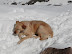 descansando