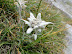 flor de nieve a menos de 2000m!!