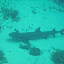 Shark - This white tip was just taking a breather. Shark - This white tip was just taking a breather.