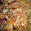 Anilao stonefish