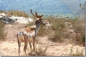 Fallow_deer_israel