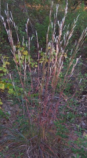 winter grass