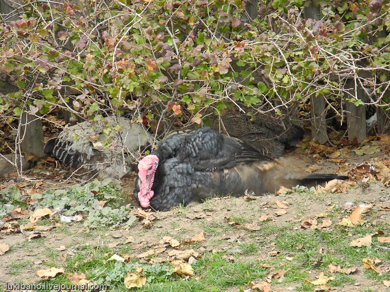 Гринфилд Вилладж - 1