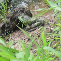 American bullfrog