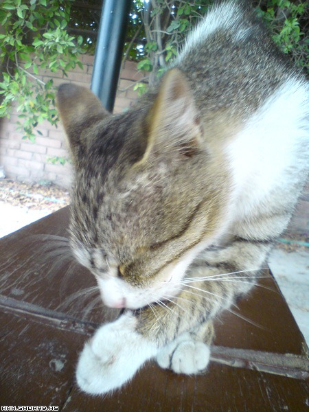 Cat Licking her Hand