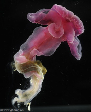 ستة مخلوقات تم اكتشافها تعيش في البحار العميقة Acorn%20Worm%5B8%5D