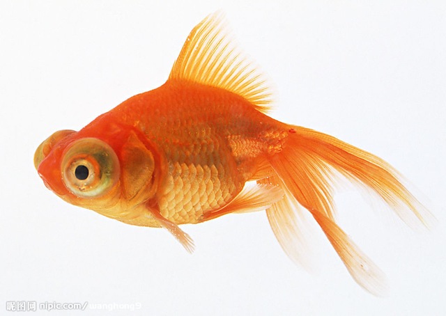 [goldenfish[11].jpg]