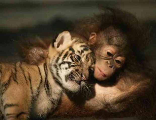 [amizade-animal14[4].jpg]