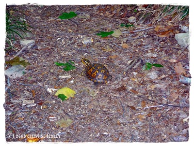 Turtle....turtle.... Turtle....turtle....