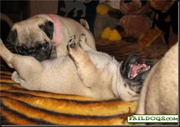 faildogs-unsee