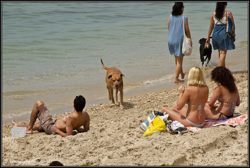 Жара жара… il/Жара жара… (20100420 Independence Day 066 2152)