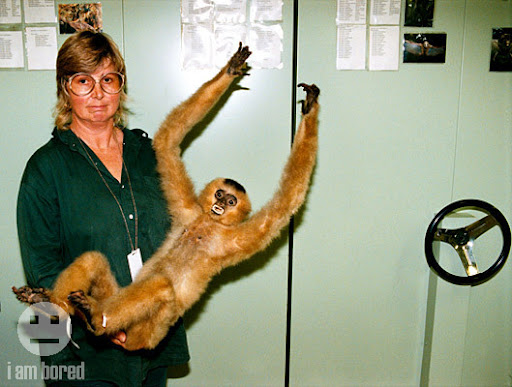 Crazy, Awkward Monkey