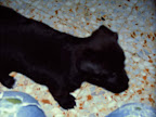 carlotta11.jpg