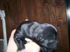 carlootta ancora mamma 002.jpg