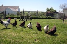 chickens.jpg chickens.jpg