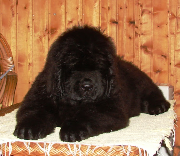 Качена снимка