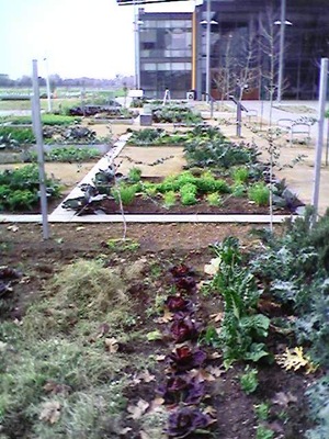 mondavi garden 2