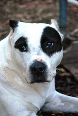 [dog[5].jpg]