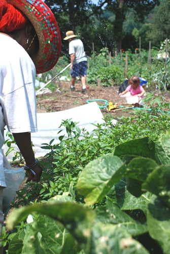 DC arboretum community working