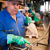 Atelier d'épissure à la Coop du Guilvinec.