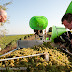 Vendanges des vieilles vignes du Semper Excelsior. Luneau-Papin.