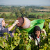 Vendanges des vieilles vignes du Semper Excelsior. Luneau-Papin.