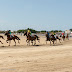 Hippodrome du Kernic, Plouescat, jeudi 5 Aout 2010. Course montée : Prix de la société du cheval français.
