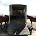 Hippodrome du Kernic, Plouescat, jeudi 5 Aout 2010.