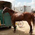 Hippodrome du Kernic, Plouescat, jeudi 5 Aout 2010.