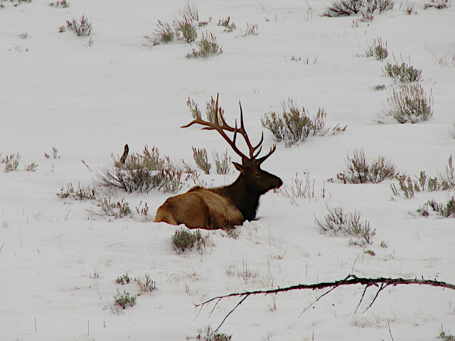 We saw four elk just as big as this one, all in the same place.