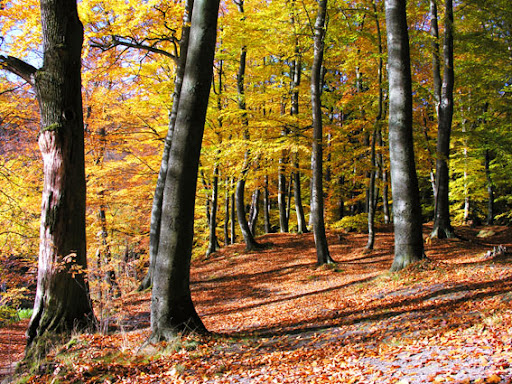 Fageda Fagedes.jpg