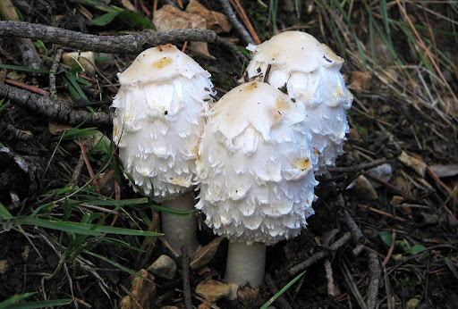 Bolets de tinta.jpg