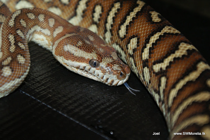 Female And Male Bredli Pythons (morelia