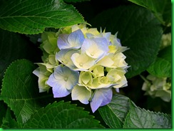 Hydrangeas Hydrangeas