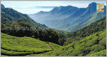 MNR_177_munnar_kerala_DSC0032_DSC003 MNR_177_munnar_kerala_DSC0032_DSC003