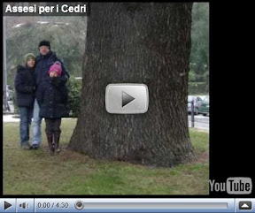 Gli assei ed i Cedri Gli assei ed i Cedri