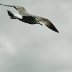 aIMG_0586.jpg