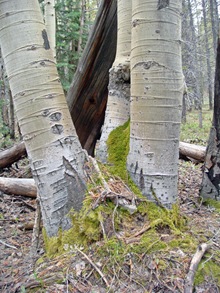 Moss Growing in Aspen