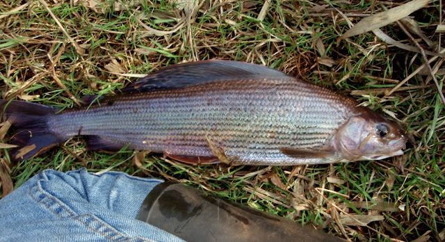 Fisk 2009