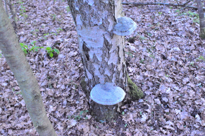 DSC_3177.JPG