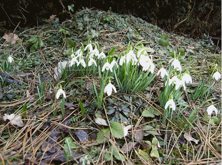 [wiosna2010[3].gif]