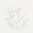 06_TREES.jpg